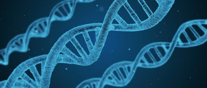 DNA zur Darstellung der biochemischen Hintergründe von Citrullin